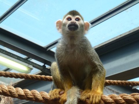 Monkey Business Hangout